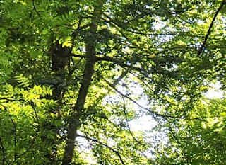 Hubbard's Hills image