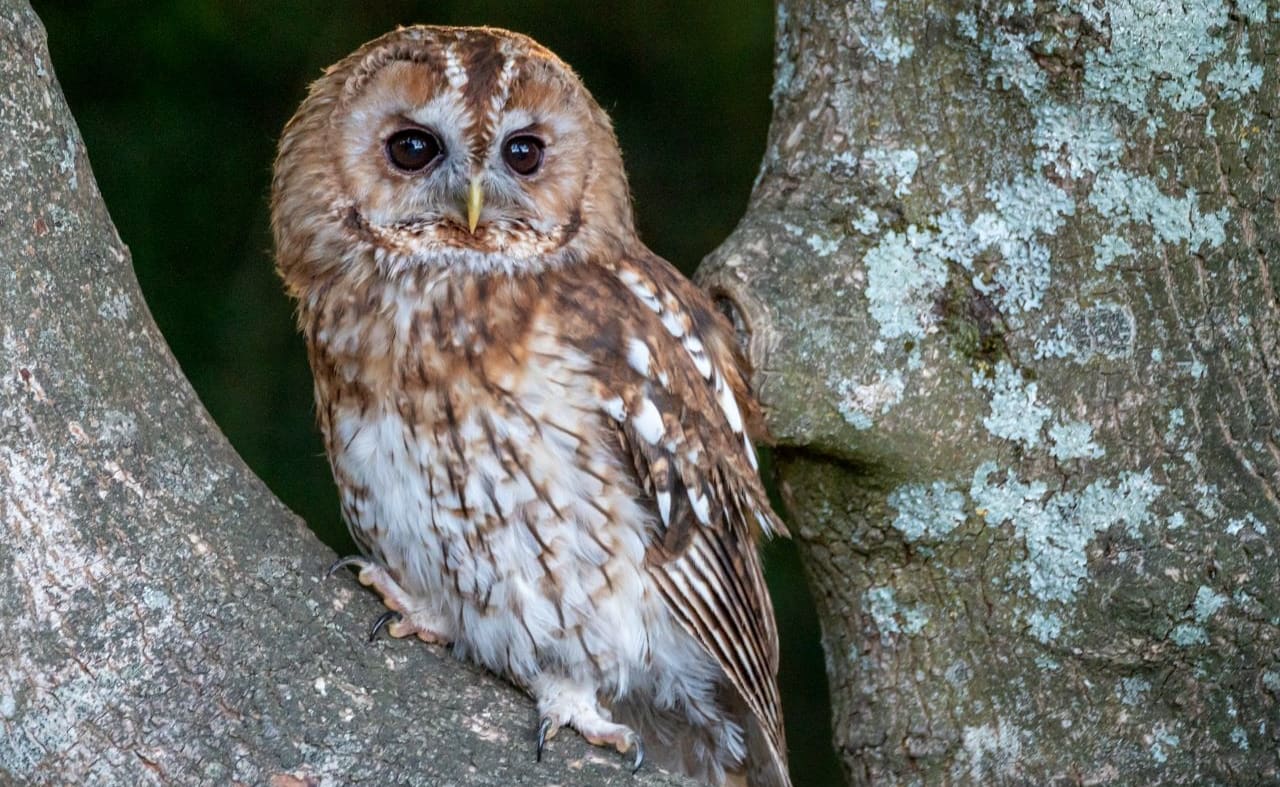 Tawny Owl image