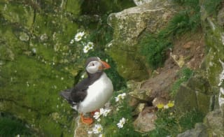 RSPB Bempton Cliffs image