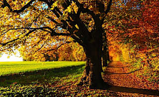 Old Hag Wood Circular image