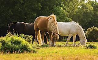 Dorset Heavy Horse Farm Park image
