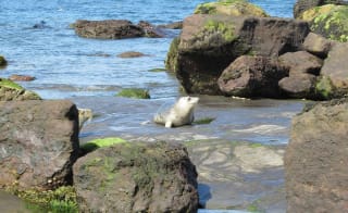 Ravenscar easy walk image