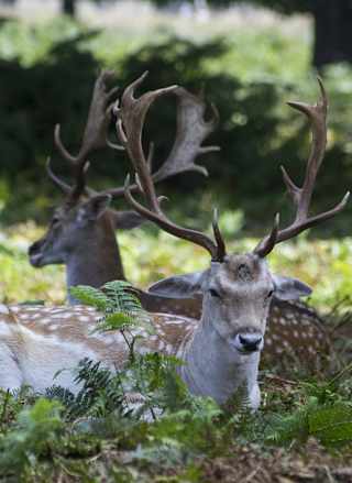 Ultimate guide to New Forest wildlife