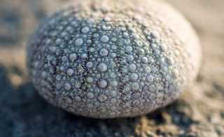 Sea urchins image
