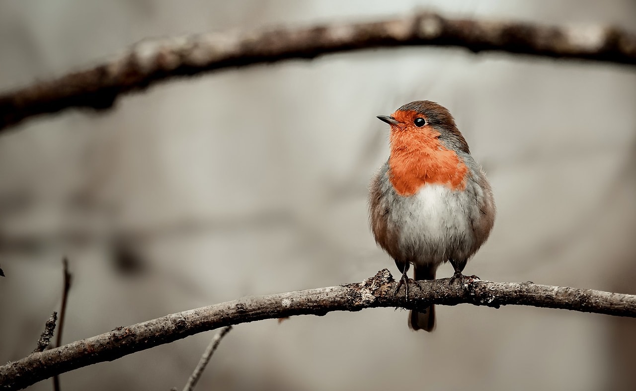Look for festive winter wildlife image