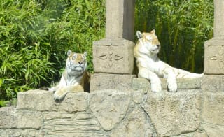 Two tigers lounging in the sun at the zoo. image
