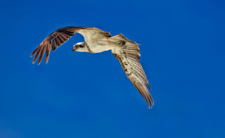 Poole Bird Watching Cruise image