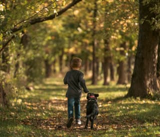 20 things to do New Forest with dogs
