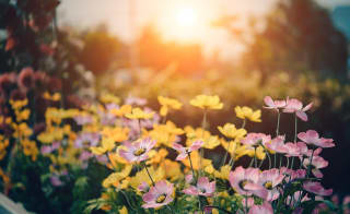 Rodney Gardens image