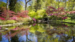 A photo of a body of water situated within densly-packed woodland near our holiday park of Sandy Balls, Hampshire.