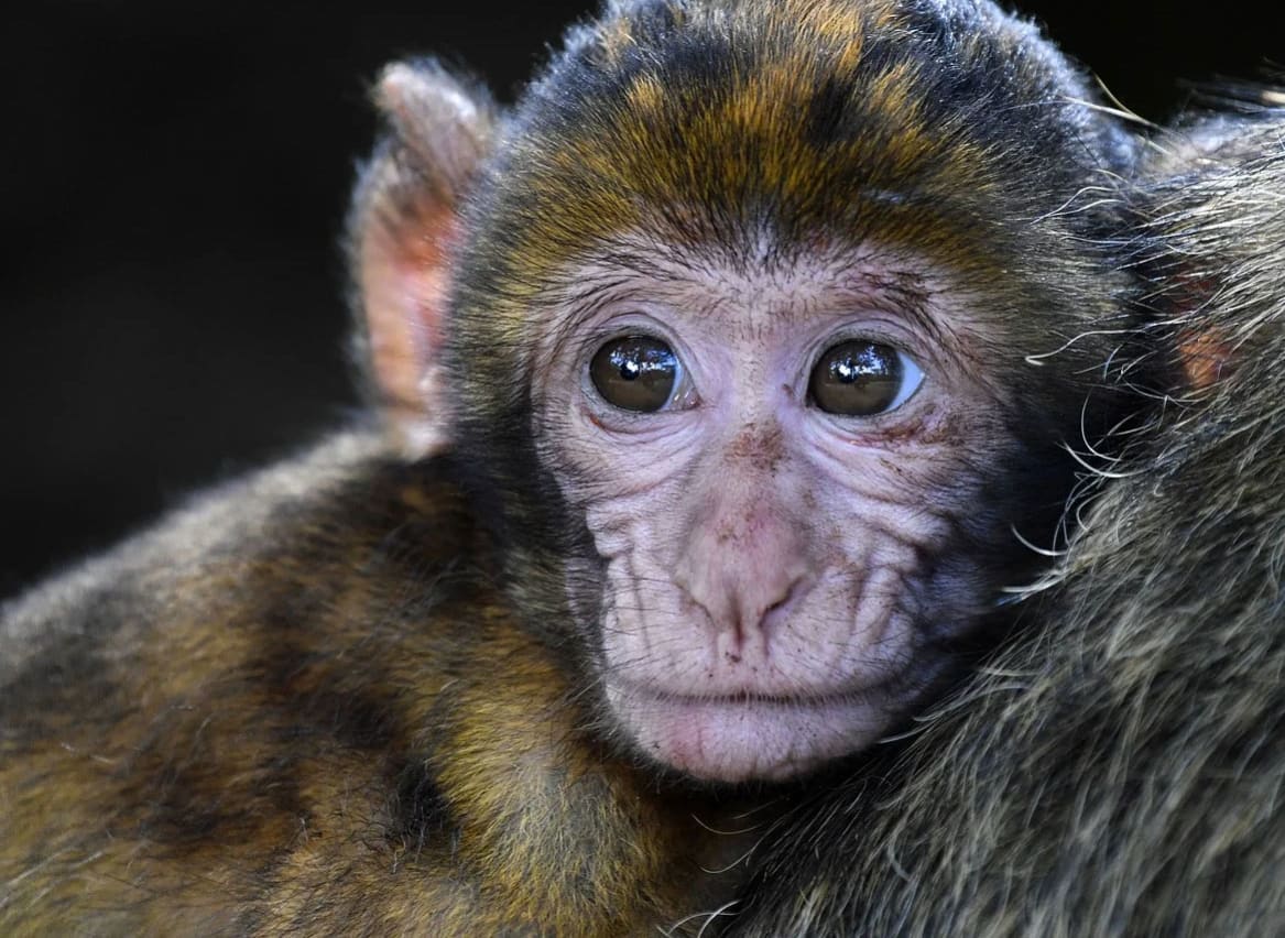 A close up image of a monkey at Monkey World, Dorset. image