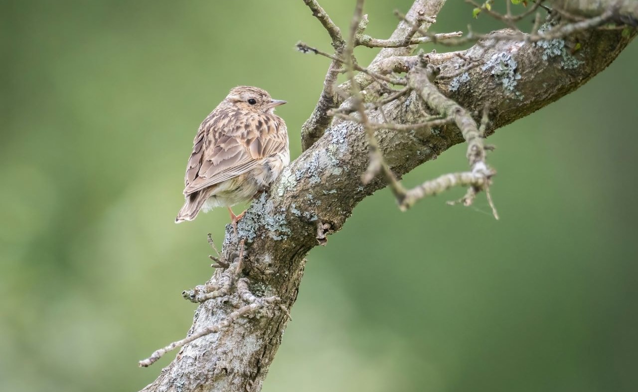 Woodlark image