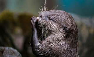 Eurasian Otter image