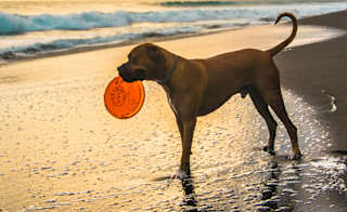 Black Rock Beach image