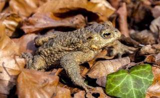 Common Toad image