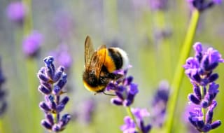 World Bee Day – 20th May image
