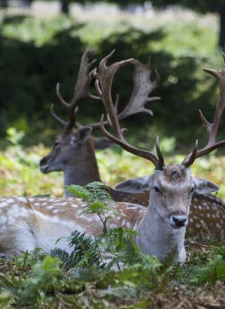 Ultimate guide to New Forest wildlife