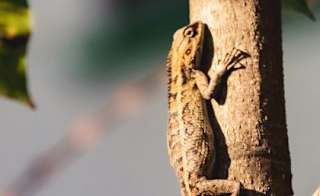 Common Lizard image