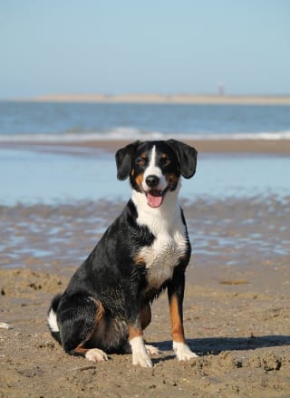 Things to do in Cornwall with dogs