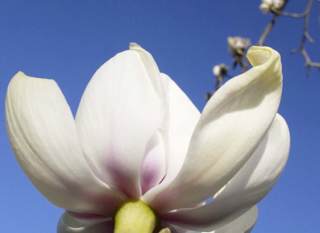 Ventnor Botanic Gardens image