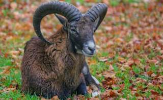 Mouflon image