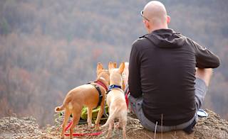 Wales dog friendly hot tub holidays image