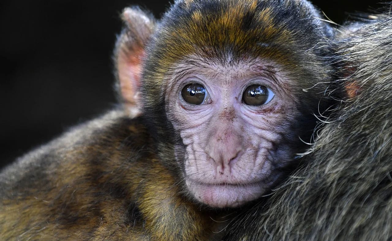 A close up image of a monkey at Monkey World, Dorset. image