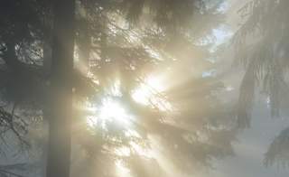 The Enchanted Forest image