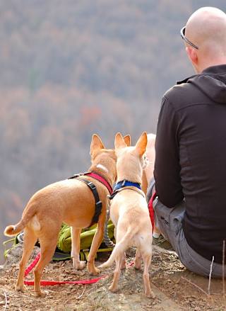 Things to do in North Wales with dogs