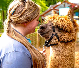 An alpaca with their trainer on a summers day at Sandy Balls.