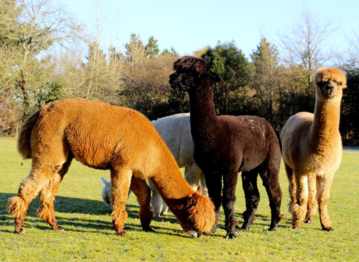 A group of our resident alpacas at Sandy Balls Holiday Village. image