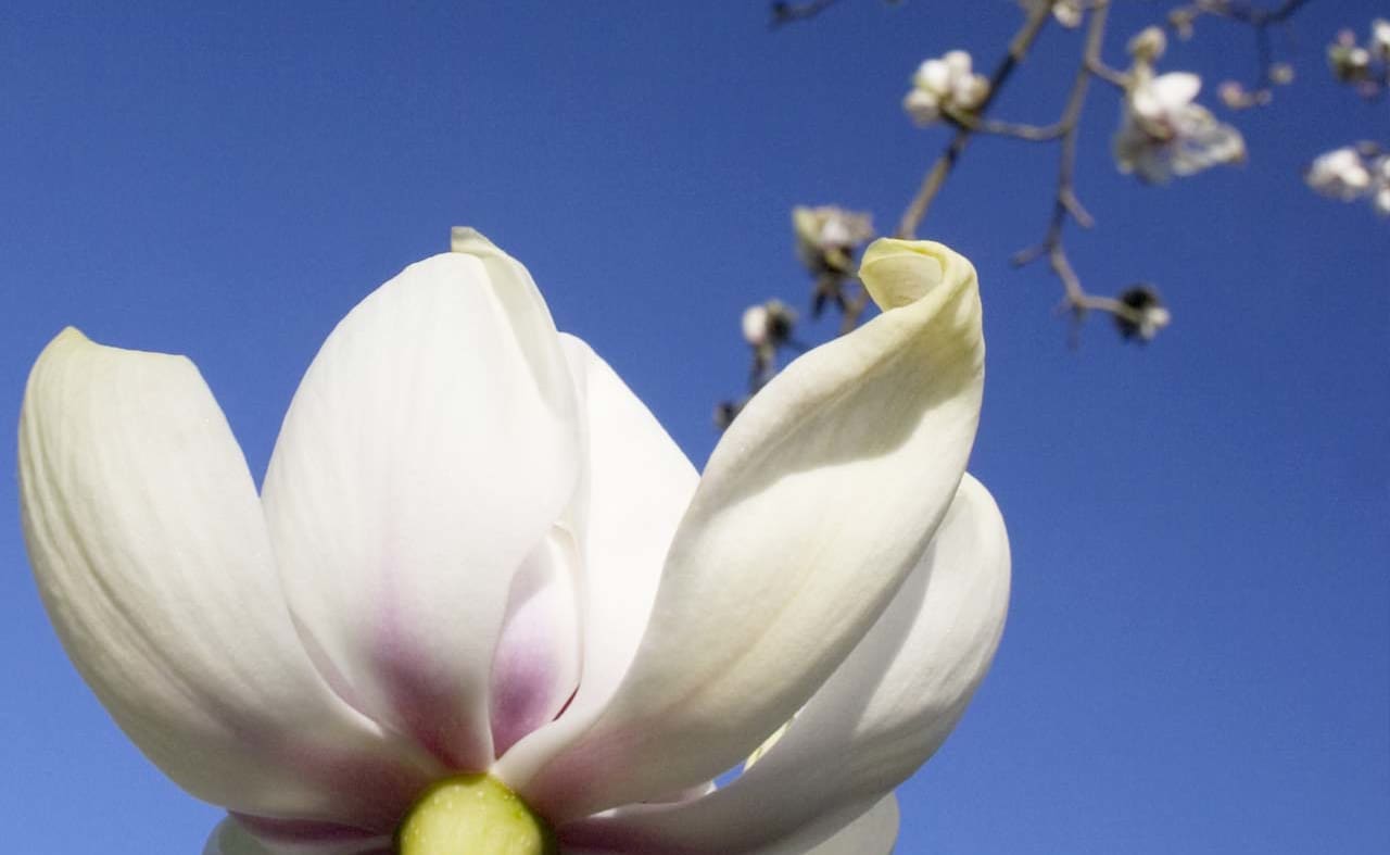 Ventnor Botanic Garden image