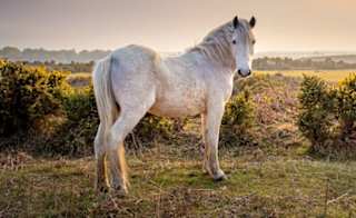 Hampshire image