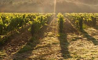 Exploring the Camel Valley vineyards image
