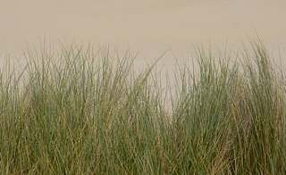 Porthkidney Sands image
