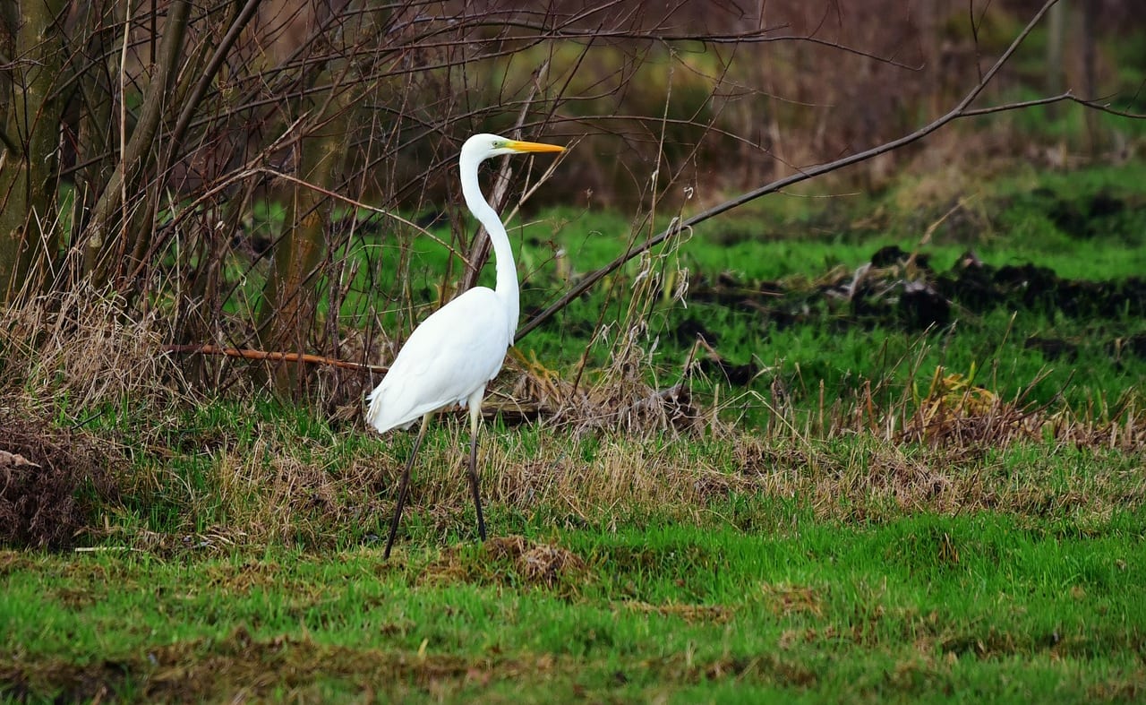 Wading image