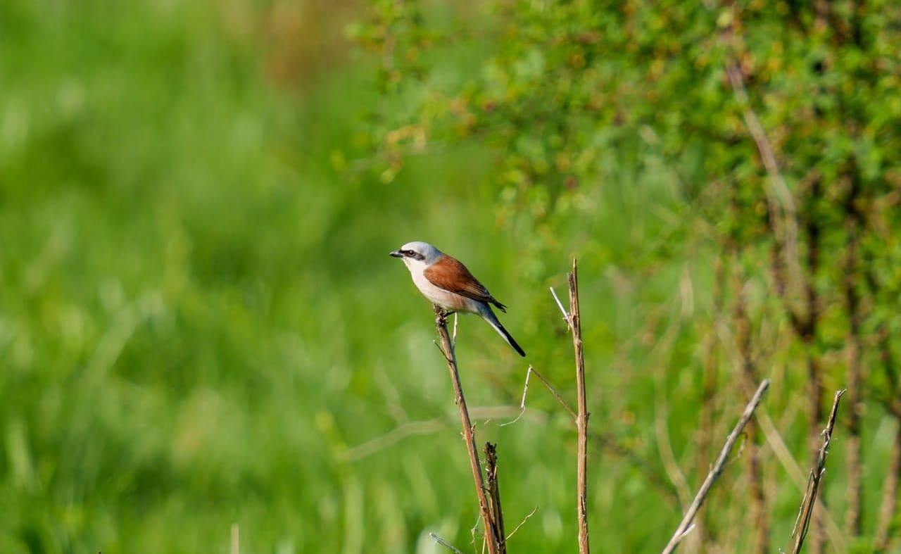 Great Grey Shrike image
