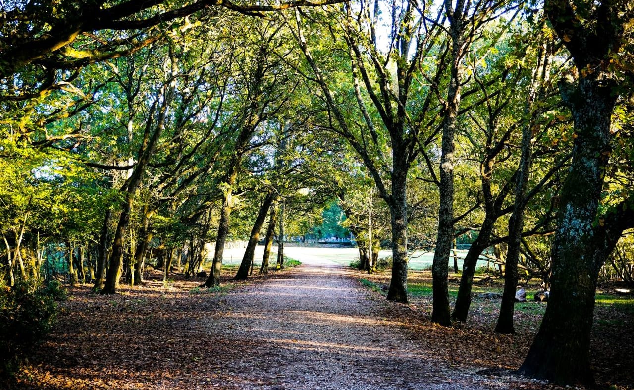 Ashurst Stroll image