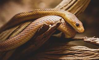 Smooth Snake image