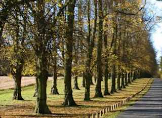 Clumber park, national trust image