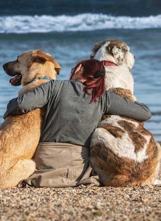 Things to do in Lincolnshire with dogs