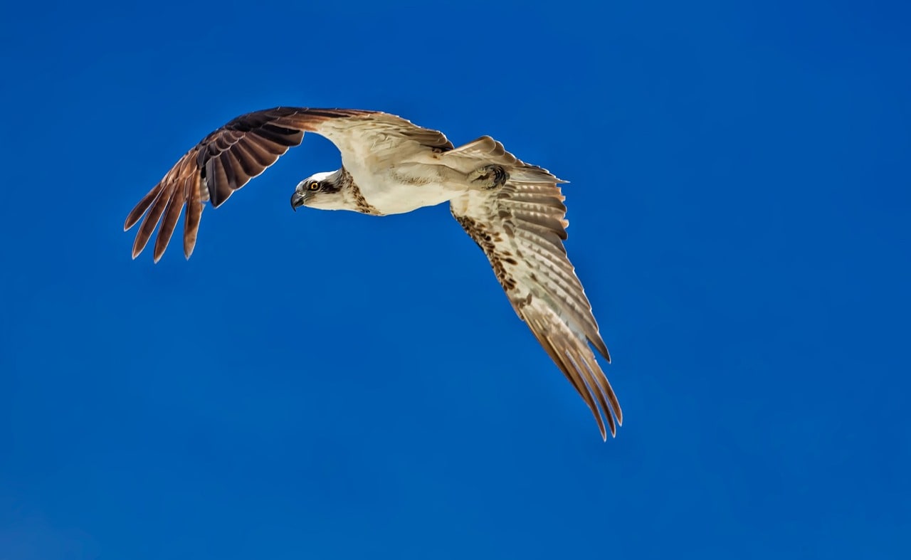 Poole Bird Watching Cruise image