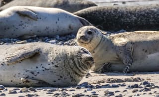 Wildlife watching image