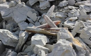 Belemnite fossils image