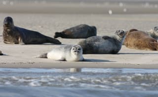 The St Ives Sea Safari Trip, St Ives image