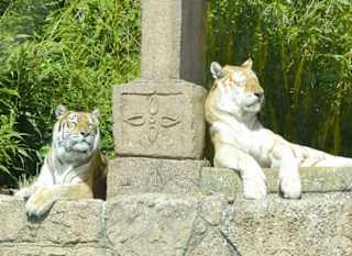 Two tigers lounging in the sun at the zoo. image