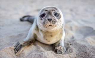 Seal pup watching at Donna Nook image