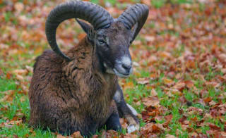 Mouflon image