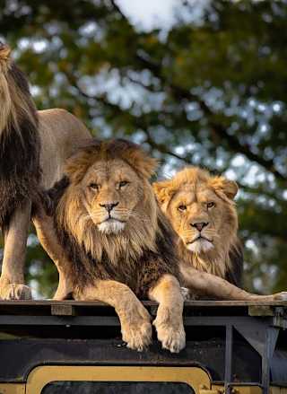 An image of three lions at a Zoo.
