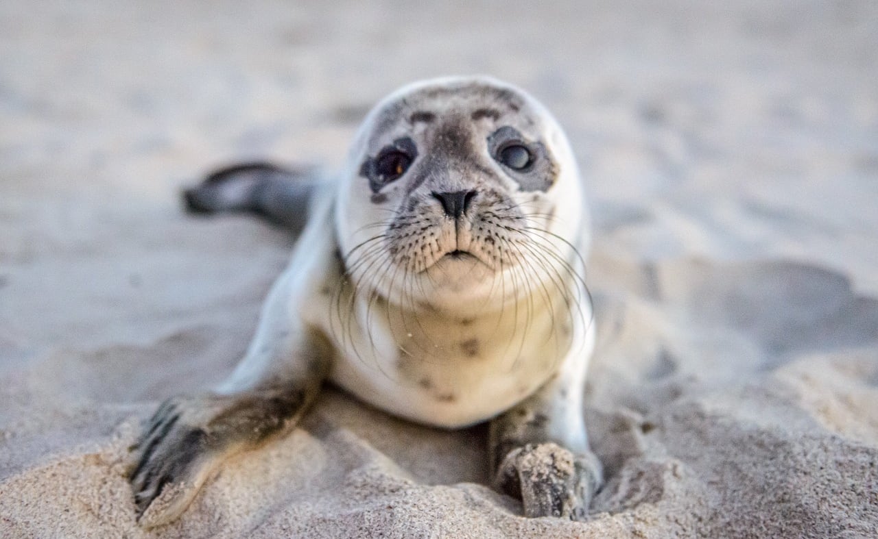 Seal pup watching at Donna Nook image